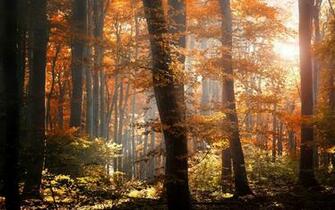 Foggy Autumn Forest Wallpaper Nature