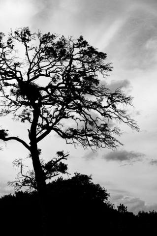 30k Tree Silhouette Pictures Image