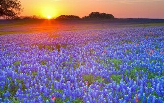 Country Texas Meadows Blue Flowers Bluebonnet Wallpaper
