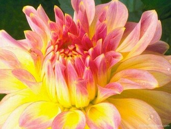 Exclusive Wallpaper On Beautiful Flowers The Flower Expert