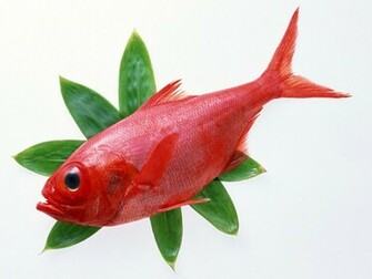 Red Fish Wallpaper