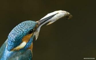 Wallpaper Animal Microsoft Exquisite Pictures