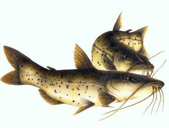Catfish Wallpaper