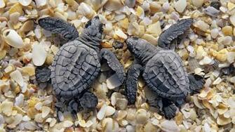 High Quality Cute Sea Turtle Wallpaper Full HD Pictures