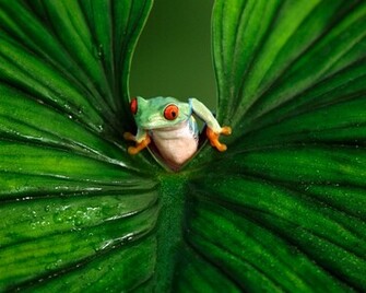 Whites Tree Frog Wallpaper