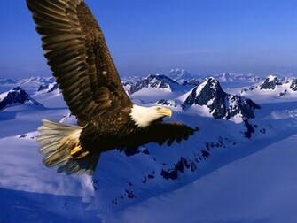 Flying Eagle Animal Wallpaper Urban Art