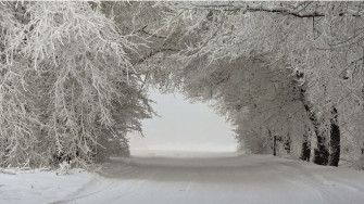 Winter Trees Wallpaper