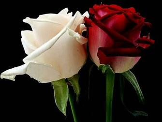 Beautiful Flower Wallpaper Nature