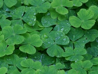 Shamrocks With Raindrops Background Background Wallpaper