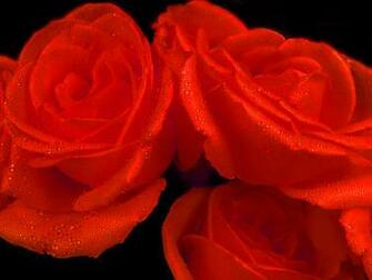 Beautifull Flowers Red Rose Heart Wallpaper