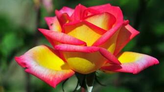 Lovely Flowers HD Wallpaper Multi Color Roses