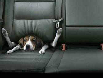 All Wallpaper Funny Dogs