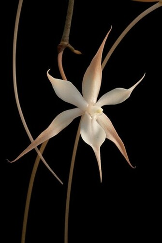 Flowers Black Wallpaper Background Orchids