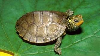 Turtle HD Background Net