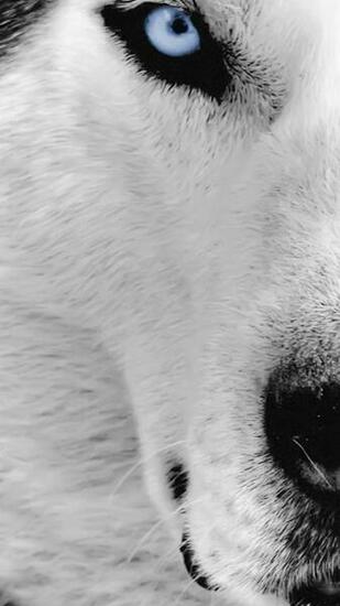 Wolf Face Samsung Wallpaper Galaxy S5 S4