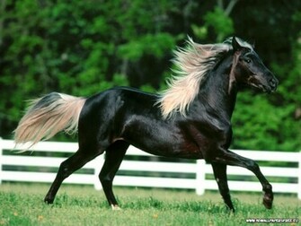 Horse Wallpaper Desktop iPad Background In