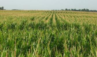 Illinois Corn Field Wallpaper