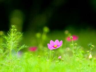 Green Grass Wallpaper HD Background Of Your