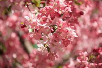 Nature HD Wallpaper Background Image