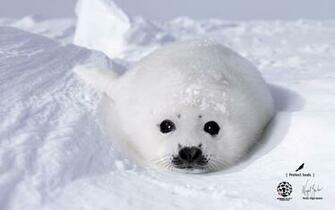 Seal Wallpaper By Nigel Barker Humane Society International