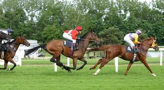Racing Horses Wallpaper Brown