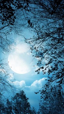 White Autumn Night iPhone Wallpaper