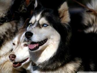 Husky Wallpaper Dog