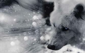 Desktop HD Wolf Face Pictures
