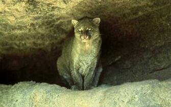 Jaguarundi Ecosia