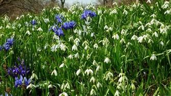 Mlewallpaper Hillside Of Early Spring Flowers I