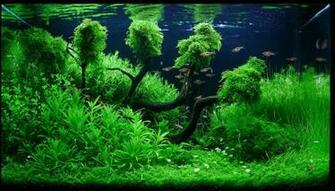 Aquascape Wallpaper Top Background