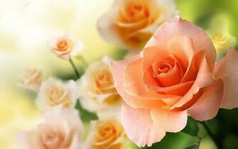 Roses Live Wallpaper Android Apps On Google Play