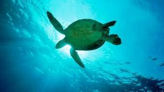 Sea Turtles Wallpaper