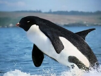 Funny Orca Wallpaper Animal