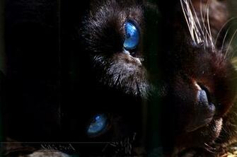 Black Panther Wallpaper With Blue Eyes Deep By Wild Soul