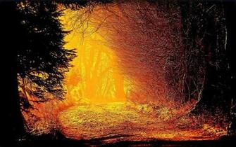 Red Forest Wallpaper Stock Photos