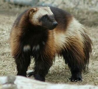 Earth Beasts Wolverine