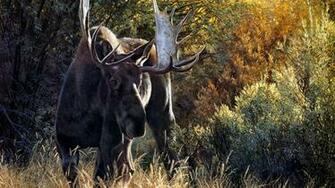 Moose Computer Wallpaper Desktop Background Id