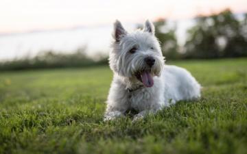 Wallpaper Westie Lawn West Highland White Terrier Dog