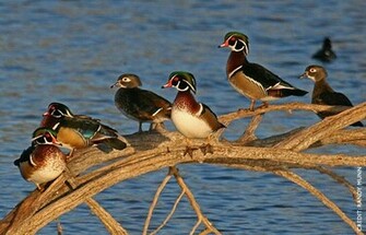 Wood Duck Facts Figures Description And Photo