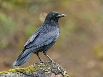 Wallpaper Black Raven Photos And Walls