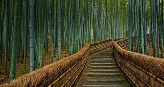 Purpose Ever Since Reeds Became Sugar Cane I Ve Been Wondering If