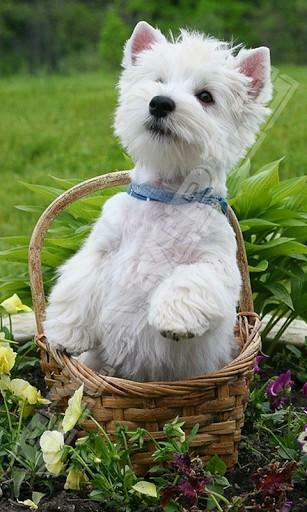 Bigger Westie Dog Wallpaper For Android Screenshot