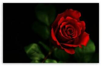 Rose Wallpaper