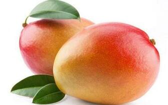 Mango Wallpaper