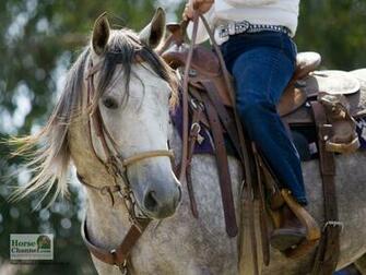 Ranch Horse Desktop Wallpaper