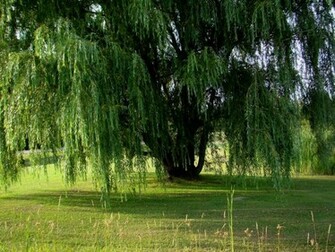 Beautiful Weeping Willow Tree Wallpaper