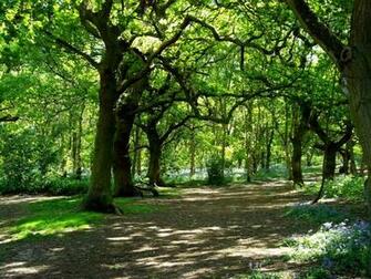 Woodland Scene By Rainingarrow