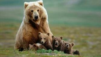 Bear Wallpaper HD Pictures One Background