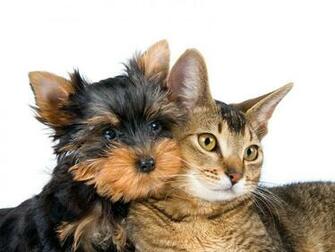 Wallpaper Cats And Dogs
